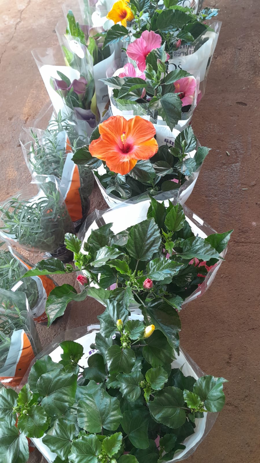 Foto 21