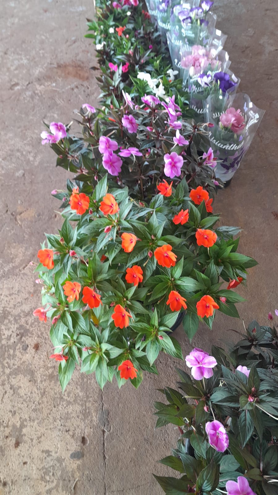 Foto 13
