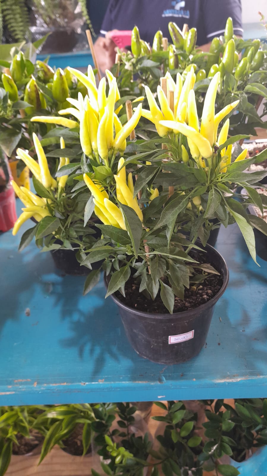 Foto 7