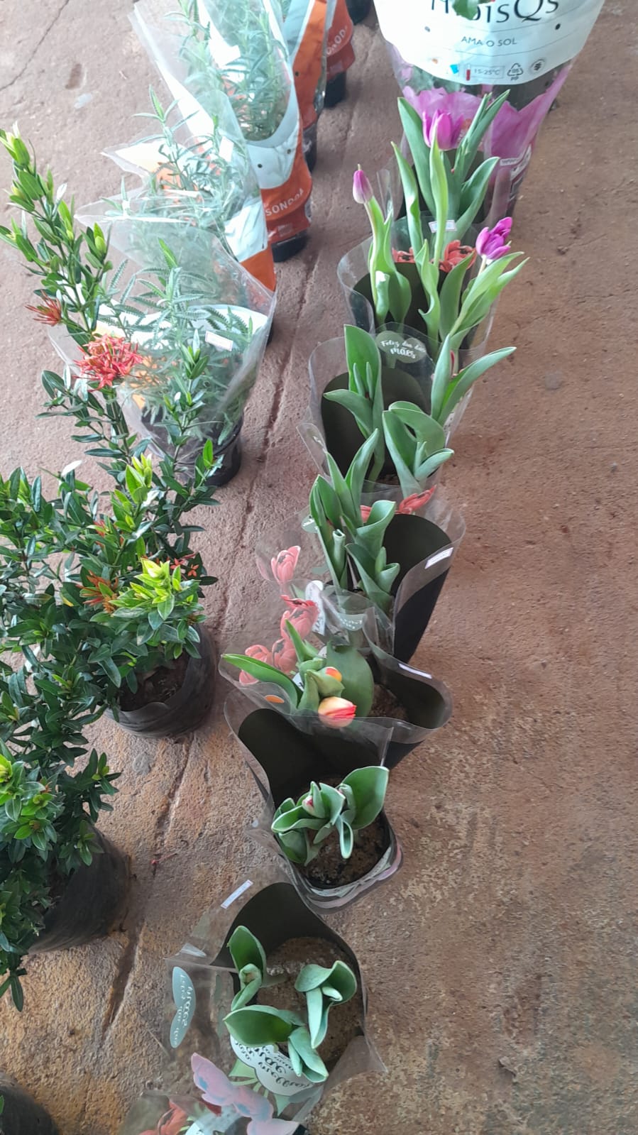 Foto 20